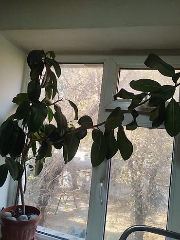 цветок дифенбахия: Фикус каучуконосный (Ficus elastica), крупный, в горшке. - Размер — 2