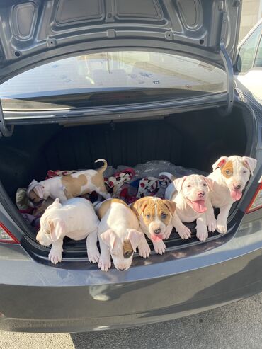 İtlər: Pitbul, 1 ay, Erkek, Sənədli, Ödənişli çatdırılma