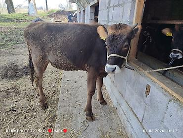 Коровы, быки: Продаю | Тёлка | Швицкая | Привязанные — 7