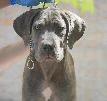 Psi: Cane Corso štenci U ponudi veoma perspektivni štenci iz različitih — 2