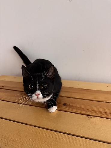 Pişiklər: Dişi, Yaxşı əllərə — 9