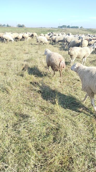 Qoyunlar, qoçlar: Qoyun sürüsü – ət və süd istiqamətli yerli cinslər - Şəkillərdə geniş -da lalafo.az — 4 Qoyunlar, qoçlar: Qoyun sürüsü – ət və süd istiqamətli yerli cinslər - Şəkillərdə geniş — 4