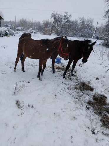 товары для животных: Продаю | Жеребенок