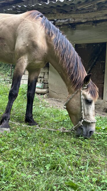 Inəklər, öküzlər: Erkək, il: 5, Ünvandan götürmə, Ödənişli çatdırılma