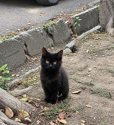 fermer kg: Два чёрных пушистика ищут любящую семью! Котятам около 3 месяцев — 2
