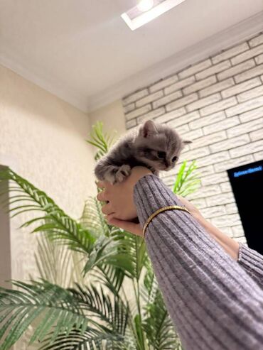 Pişiklər: Şotland — 10