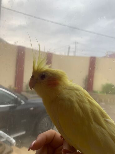 Tutuquşları: Növ: Korella papuqayı (cockatiel), sarı rəng 6 aylıgdır Erkek cinsidir — 8