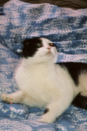 сиамская вислоухая кошка: Отдаю в хорошие руки связи с переездом кот вислоухий кот очень