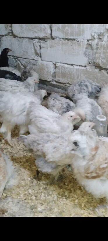 Cücələr: Toyuq cücələri, Damazlıq — 2