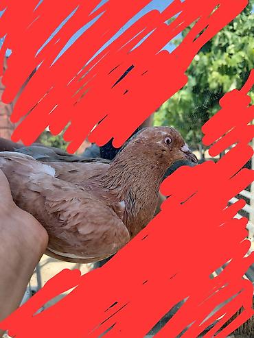quşlar: Satılır öz göyərçinlərim. Çox yaxşı uçurlar, 4 saatdan çox havada qala — 3