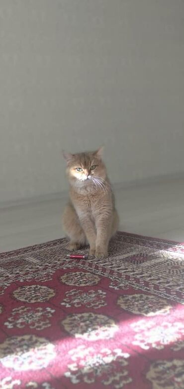 британская короткошерстная кошка золотая шиншилла: Элитный кот открыт для вязок золотая шиншилла очень шикарный мальчик