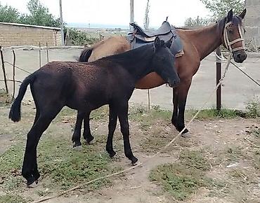 Dişi, il: 4 lalafo.az -da Dişi, il: 4