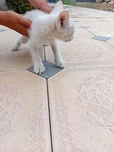 Мышыктар: Котята — 3 малыша, и Мама короткошёрстные. Описание: - Возраст — 3