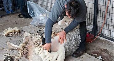 бараный: Стрижка Баранов на выезд — 1