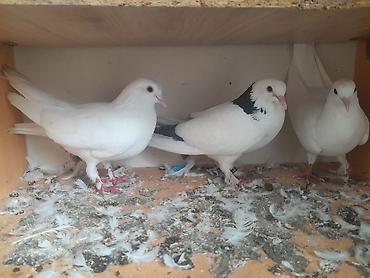 bulbul quşu satışı: Supet göyercinlerdir yerim yoxdur saxlaya bilmire tek tek baha almisam — 3