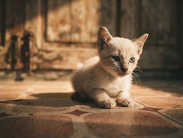 Мышыктар: Котята наполовину шотландцы Родились 27.08.26 Возраст 1 месяц Кушают — 2