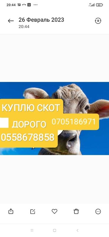 Животные: Куплю | Коровы, быки, Лошади, кони, Другие с/х животные | Круглосуточно, Любое состояние, Забитый