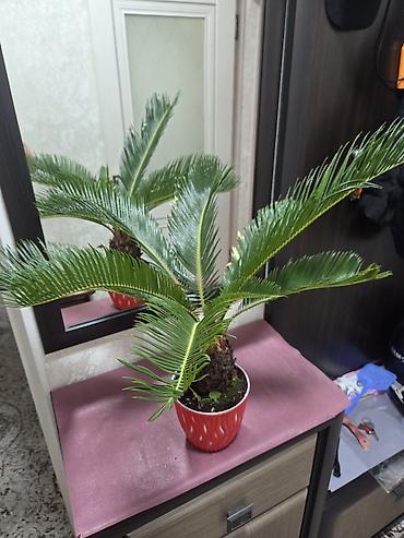 Монстеры: Монстера делициоза (Monstera deliciosa) в горшке - Эффектное — 18