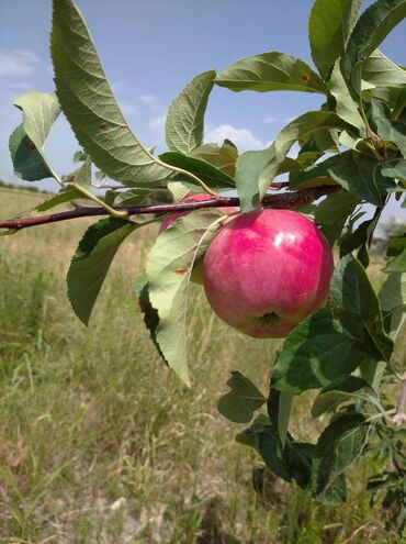 недвижимость продажа: 1700 соток, Красная книга