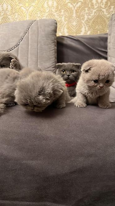 Pişiklər: Şotland yastı qulaq, Erkək, Dişi, Yaxşı əllərə — 11