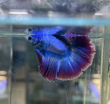 Аквариумы: Рыбки | Аквариумы | Оборудование | Аксессуары | Растения Богатый опыт — 7