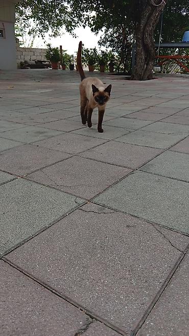 cat tanışlıq: Siam, Dişi, Yaxşı əllərə, Ünvandan götürmə — 2