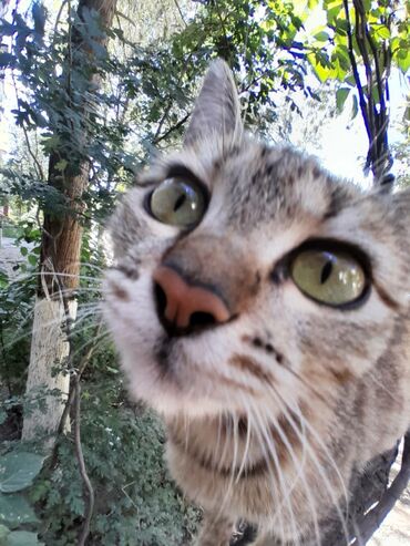 купить дом для кота: Пропала : Девочка, Рыжий