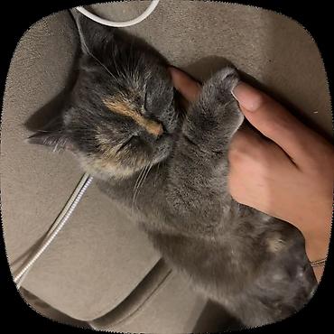 Кошки: Британская, Самка, В добрые руки, Платная доставка, Самовывоз — 1