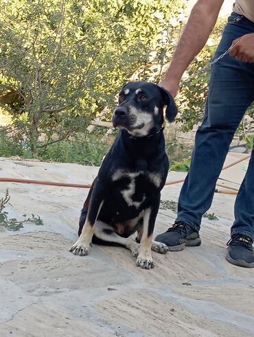 afçarka balasi: Rotveyler, 5 ay, Dişi, Pulsuz çatdırılma