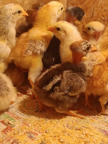 Птицы: Продаю подрощенных домашних цыплят микс им неделя Бишкек в низу по