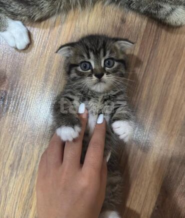 cau cau qiymeti: Britan, Erkək, Yaxşı əllərə, Ödənişli çatdırılma