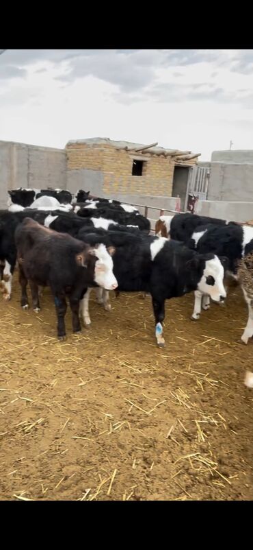 Dana, buzov: Satışda – müxtəlif rənglərdə və yaşlarda dana qrupı. Xüsusiyyətlər: - — 2