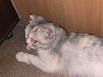 купить кошку вислоухий: Скотиш Фолд (Шотландиялык шалпаң кулак), 10 айлык, Ургаачы