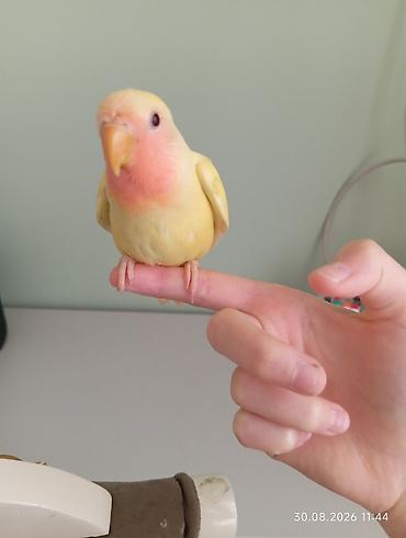 неразлучник: 🐦 Sevgi (nerazlucnik) papuqayı balaları satılır 🐣 1 ay yarımlıqdılar — 4