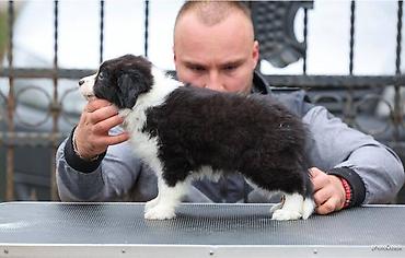 Psi: Na prodaju 4 šteneta Border Collie, iz dva različita legla. Jedno — 5