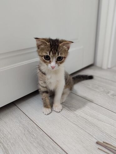 купить вислоухого котенка: Скотиш Фолд (Шотландская вислоухая), 3 месяца, Девочка, Биколор
