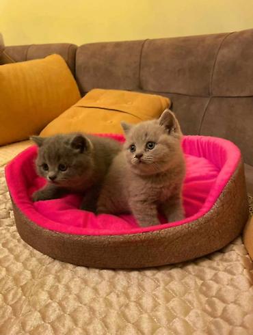 Pişiklər: Britan, Ödənişli çatdırılma — 1