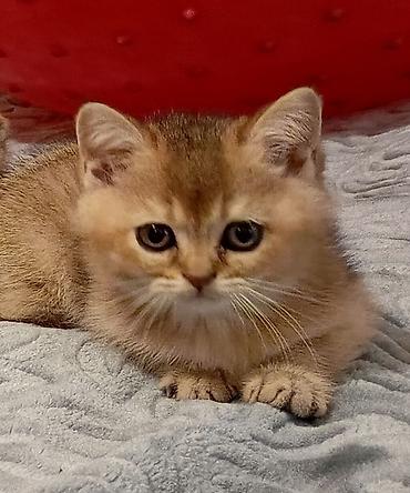 Qızıl şinşilla lalafo.az -da Qızıl şinşilla