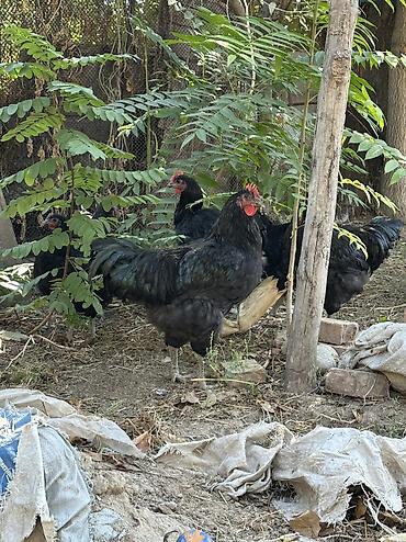 куры гриз бар: Продаю | Куры | Для разведения — 5