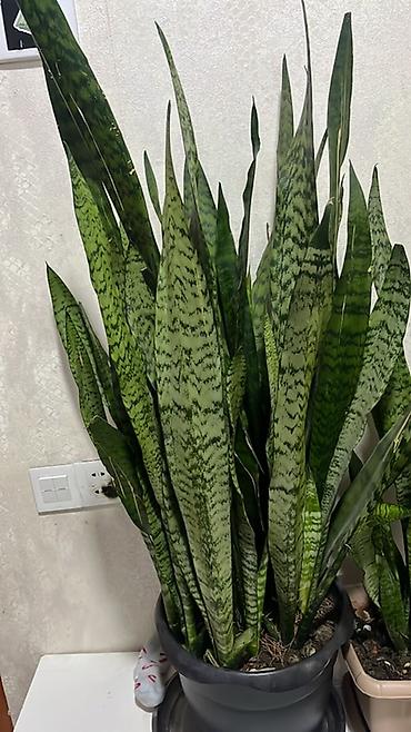 ucuz gul: Sansevieria (Qayın dili) – dekorativ otaq bitkisi - Növ: Sansevieria — 2