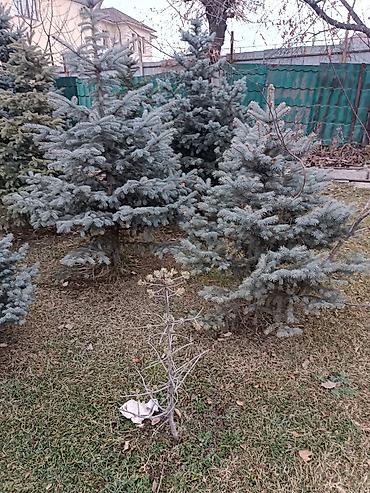 Ель: Ели для озеленения участка - Породные хвойные деревья с плотной — 3