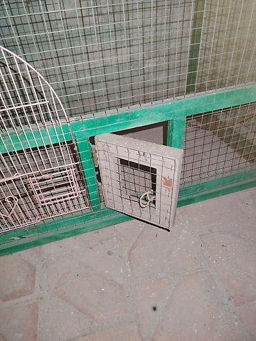 Qəfəslər: Quşlar üçün iri ölçülü qəfəs. Metal tor və yaşıl rəngli möhkəm — 3