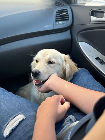 itlerin pulsuz verilmesi: Retriever, 5 ay, Erkək, Pulsuz çatdırılma — 4