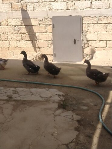 Ördəklər: Salam hamıya dalaşan yaşılbaş çöl. ördəyi satıram istəyən buyursun -da lalafo.az — 3 Ördəklər: Salam hamıya dalaşan yaşılbaş çöl. ördəyi satıram istəyən buyursun — 3