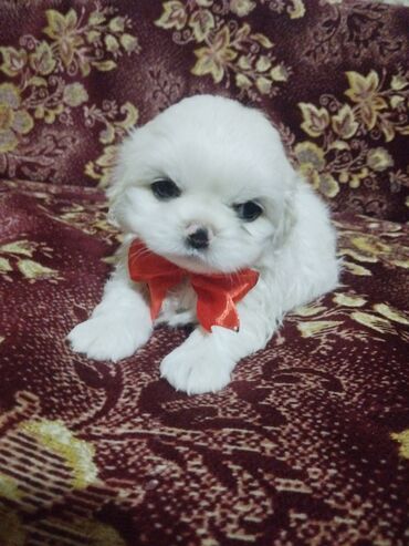 İtlər: Pekines, 2 ay, Erkek, Ünvandan götürmə, Ödənişli çatdırılma