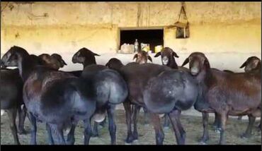 Корма для с/х животных: Стимулятор набора веса со стволовыми клетками костный жир со — 10