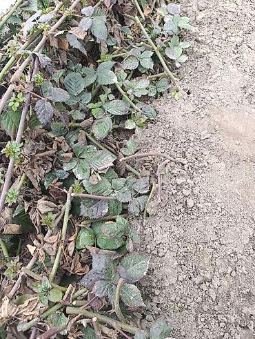 Ежевика: Саженцы ежевики (бесшипные сорта). Сорт Лох Нес Количево 1000 — 5