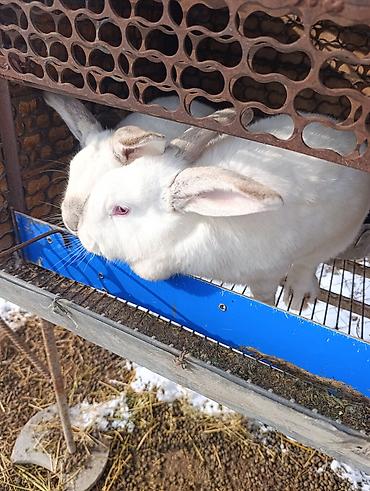 Кролики: Продаю | Кролик самец | Белый великан | Для разведения | Племенные — 8
