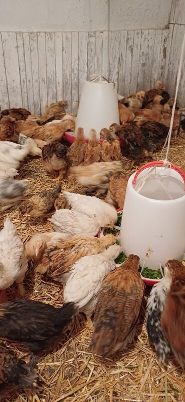 продажа цыплят несушек: Цыплят смешанные 1,5 месяца