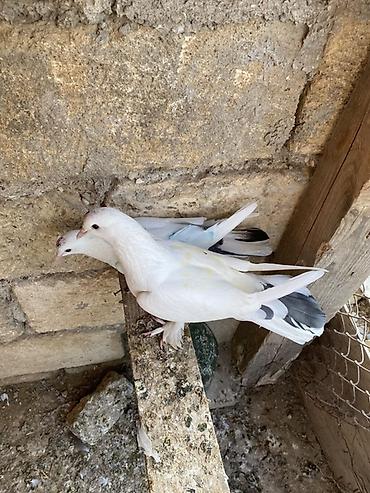 dekorativ goyərcin: Hazır cütdüler erkey badam leleydi maya çılpaq dı tutulmadı ikside — 2